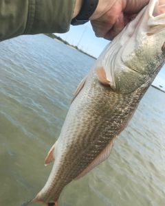 Redfish Bite In Rockport, TX