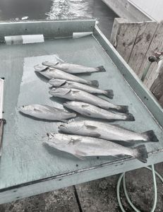 4 spotted weakfish caught in TX