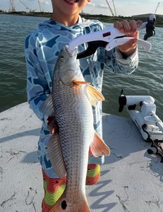 Port Aransas Finest Redfish Captured