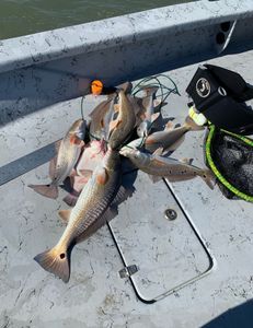 Port Aransas Redfish Fishing Fun!