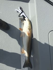 Trophy Sized Redfish Captured In Rockport, TX