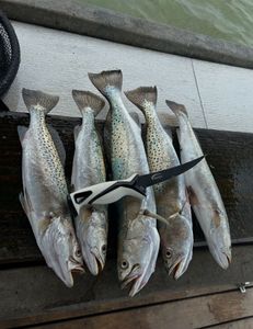 7 spotted weakfish, muskellunge, and spotted weakfish caught near Rockport during fishing and hunting activities