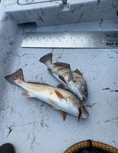Two black drum fish caught in TX