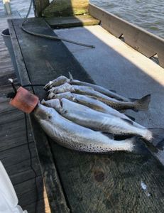 Two spotted weakfish caught in Rockport