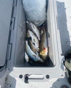 Abundant Reels Of The Day In Texas Waters