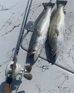 Trout Fishing Bliss In Rockport, TX