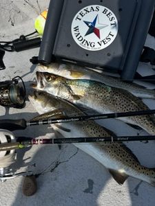 Fish-Species