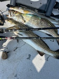 Fish-Species