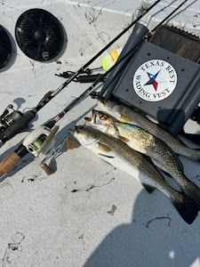 Fish-Species