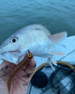 An epic fishing trip in TX