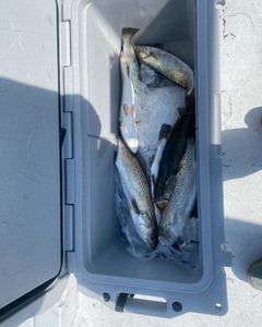 Trout Haul Of The Day In Rockport, TX