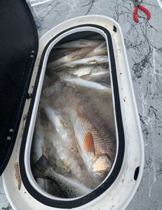 Reels Of The Day In Rockport, TX