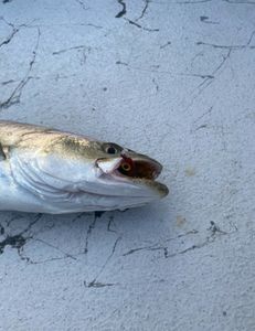A fisherman holding a single fish in TX