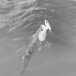 One fisherman reeling in a catch in Rockport