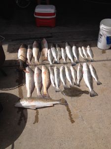 13 redfish caught in Rockport fishing