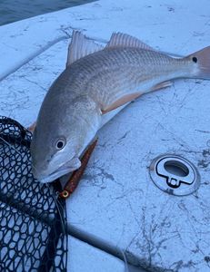 Redfish caught in Rockport during fishing and hunting