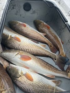 Two redfish caught while fishing in Rockport
