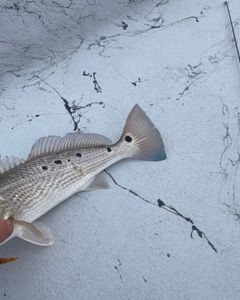 Redfish caught while fishing in TX