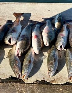 9 fish caught in Rockport while fishing and hunting