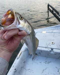 A great fishing trip in Rockport