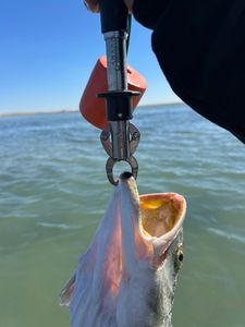 One fish caught in Rockport