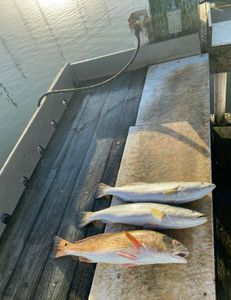 Three fishing in Rockport