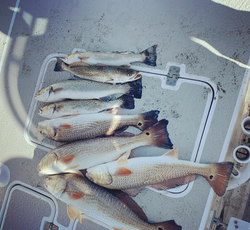 6 redfish and spotted weakfish caught in Rockport