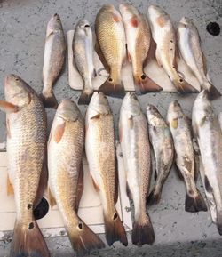 Twelve redfish, spotted weakfish, and cero mackerel caught fishing in Rockport