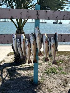 5 redfish and spotted weakfish caught in Rockport