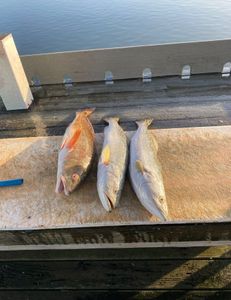 Three fish caught in Rockport while fishing and hunting