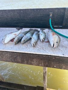 Fresh caught redfish and speckled trout displayed on boat cleaning station in Rockport TX