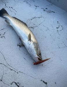 Reel in the best catch in Rockport