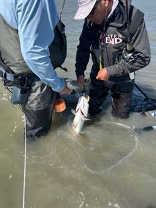 Anglers handling a large fish in shallow water during fishing trip in Rockport TX
