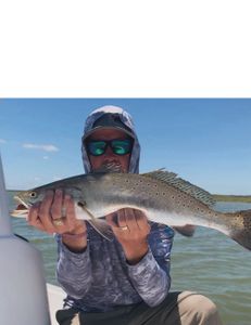 Spotted Weakfish caught in Rockport