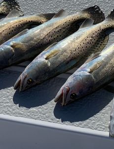 Spotted weakfish caught while fishing in TX