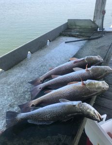 Three spotted weakfish caught while fishing in Rockport