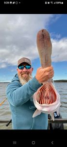 Check out this incredible paddlefish! 🎣 #BigCatch