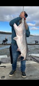 Channel Catfish caught while fishing in Sand Springs