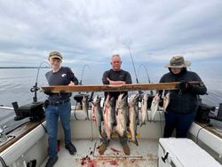 Fish-Species