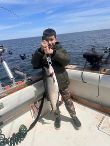 Chinook Salmon catch in NY