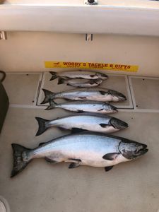 Chinook Salmon and Great Barracuda caught fishing in New York