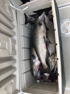 Fishing in New York