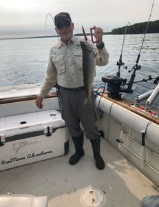 A single rainbow trout caught while fishing in Mexico