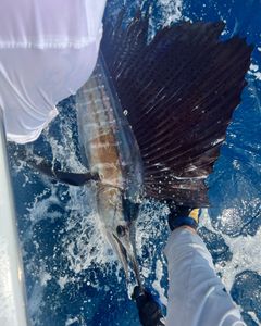A magnificent Atlantic Sailfish caught during a fishing cruise in SC