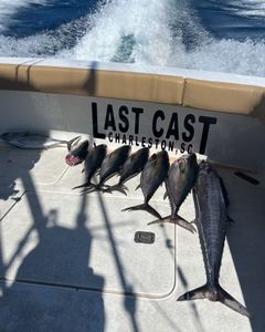3 Wahoo Fish and Atlantic Bonito in Charleston