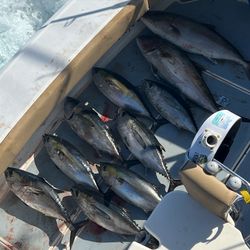 Little Tunny and Blackfin Tuna fish caught in SC