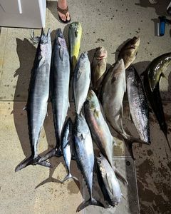 7 wahoo fish and blackfin tuna caught during cruises and fishing in SC