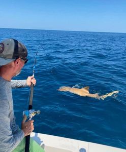 Shark In Jacksonville Beach, FL