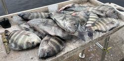 6 Sheepshead and Black Drum fish caught in FL