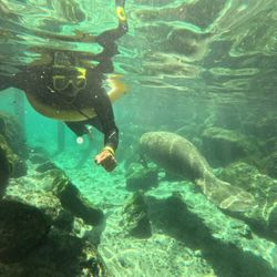 Underwater view of snorkeler swimming near manatee in Crystal River FL clear springs